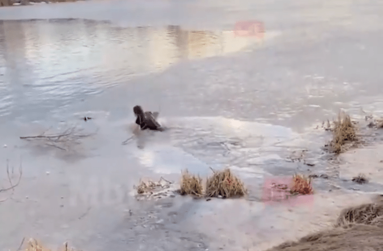 Amor sin límites: Mujer salta a un lago congelado para rescatar a su perro
