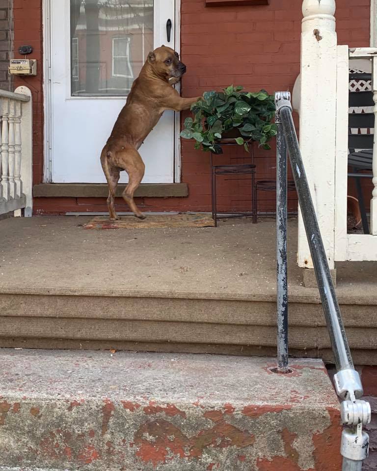 Perro abandonado esperó a sus dueños varios días después de que vendieron la casa