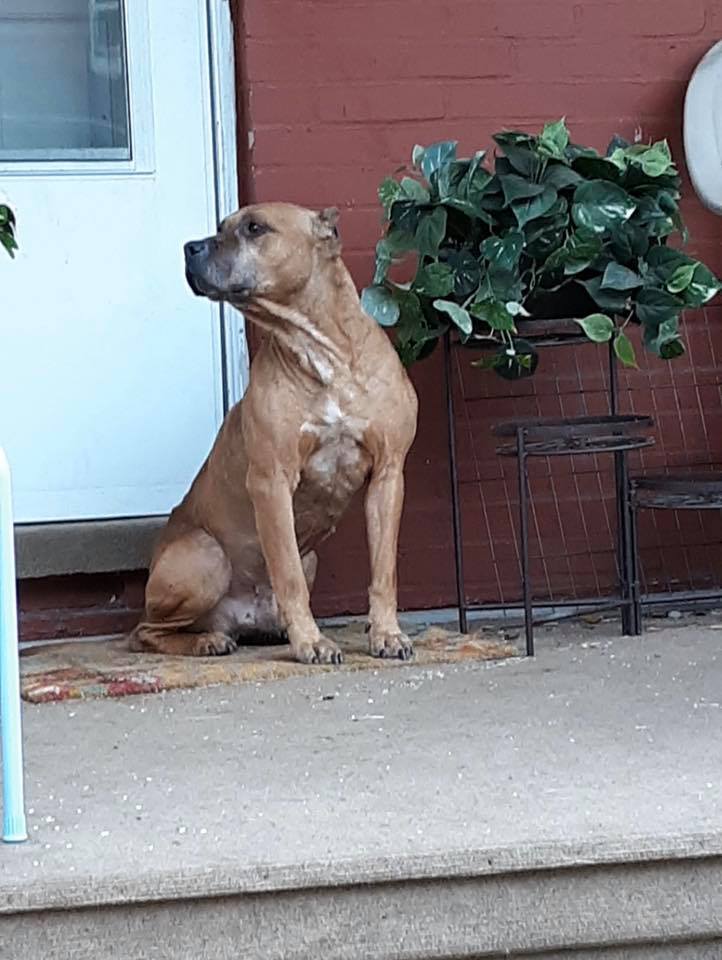 Perro abandonado esperó a sus dueños varios días después de que vendieron la casa