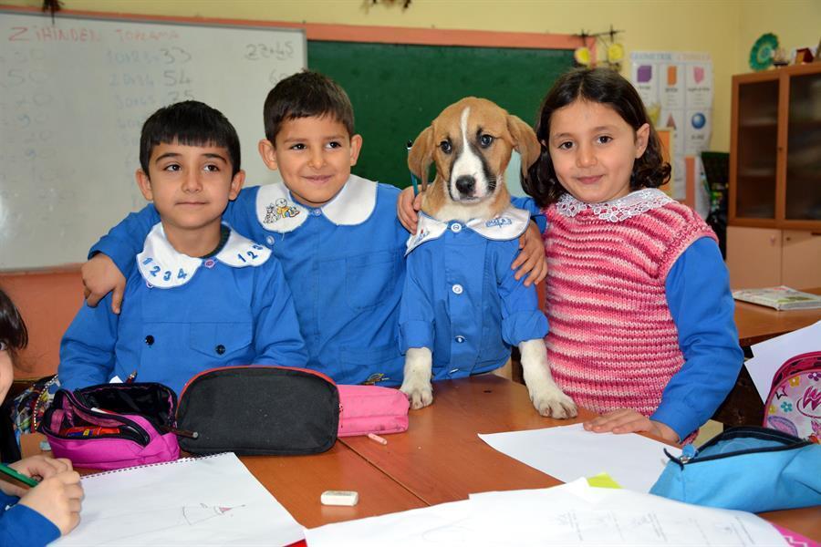 Findik, el perrito rescatado por maestros que ahora es un alumno más de su escuela
