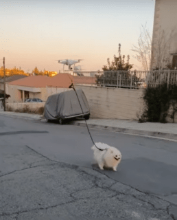 Evita violar cuarentena por coronavirus paseando a su perro con un dron