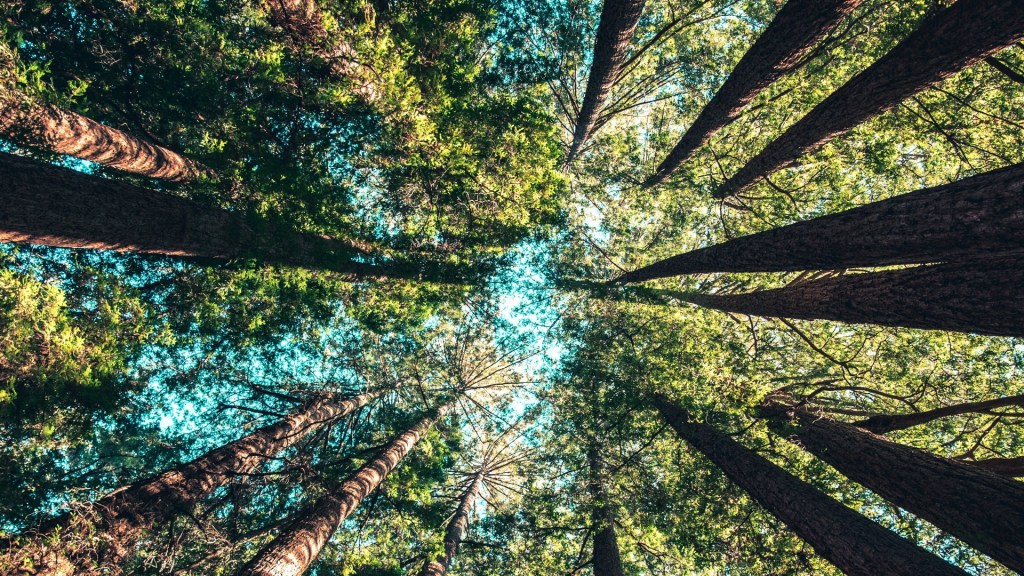 Naturaleza árboles bosque