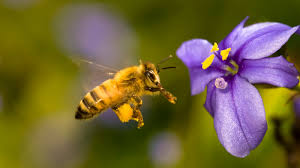 Coyoacán crea viveros para ayudar a la conservación de las abejas 