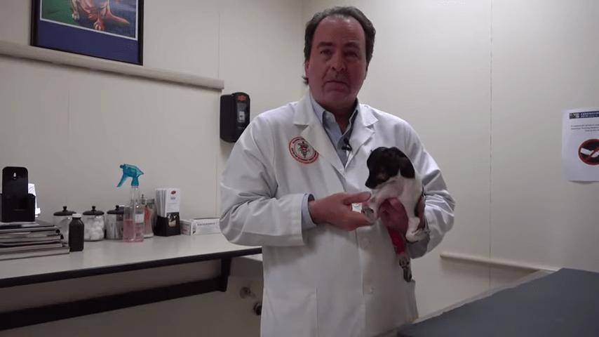 ¡Bravo! Perrito que nació con las patas al revés recibe tratamiento para poder caminar
