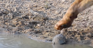 video-nadie-espera-tortuga-leon-agua-tos-2