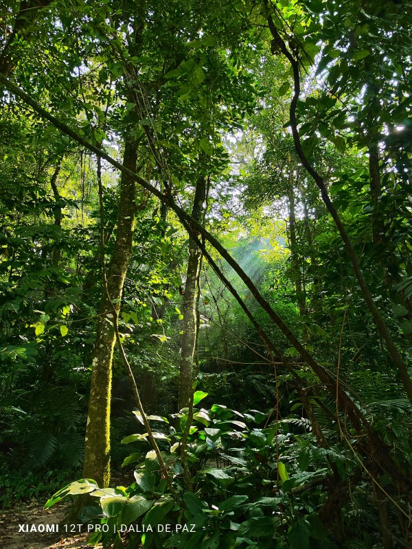 selva mexicana