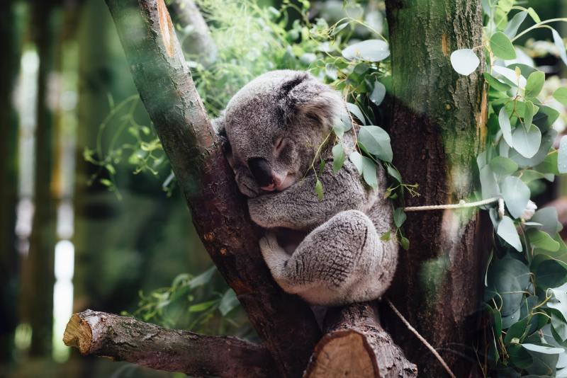 Koala tierra