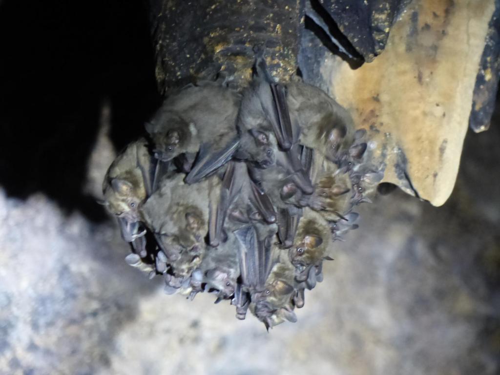 murciélagos Oaxaca mamíferos