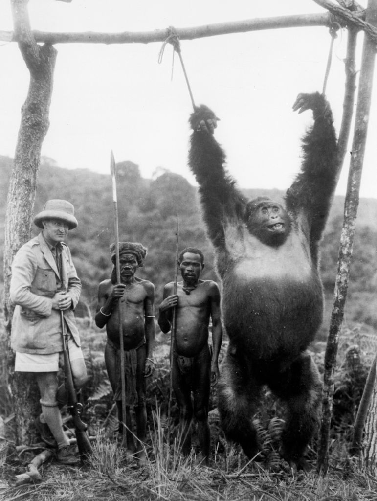 Un gorila junto a sus captores en el Congo