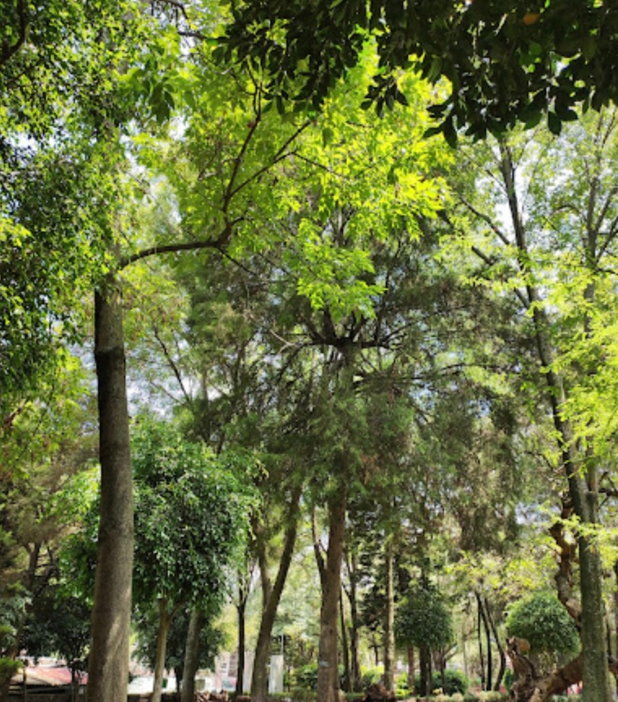Date un rol por el Parque Loreto y Peña Pobre, nueva zona ambiental y bosque urbano de CDMX