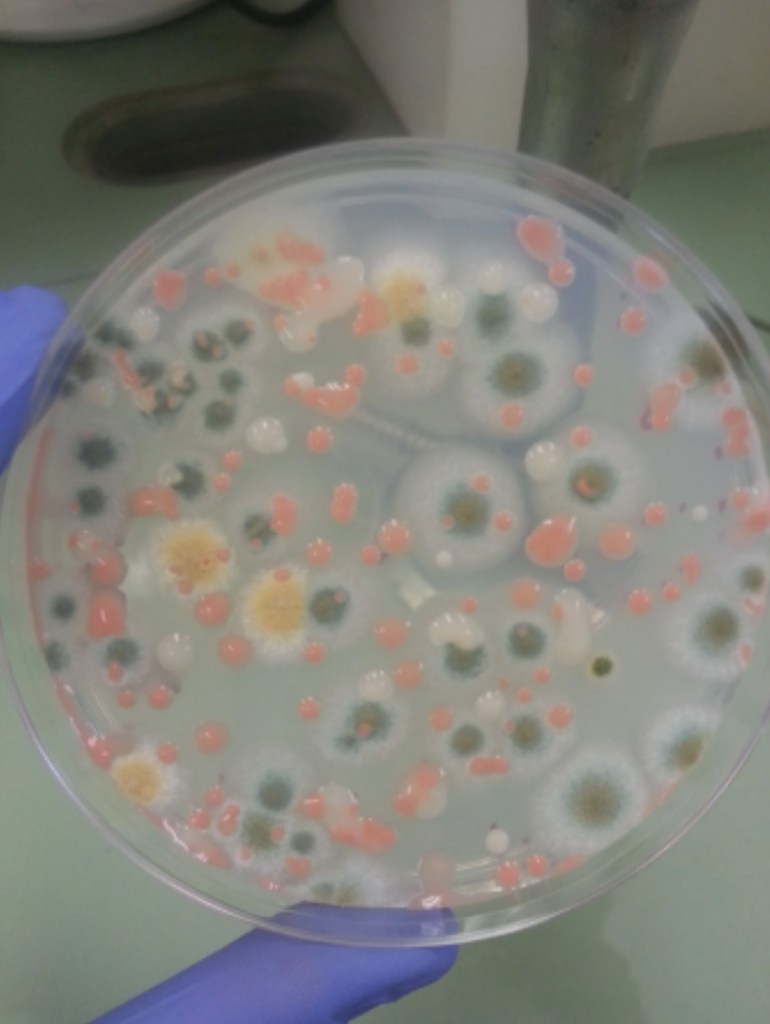 Las cepas de bacterias encontradas en la Estación Espacial Internacional.