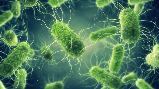 La bacteria Salmonella  Enteritidis