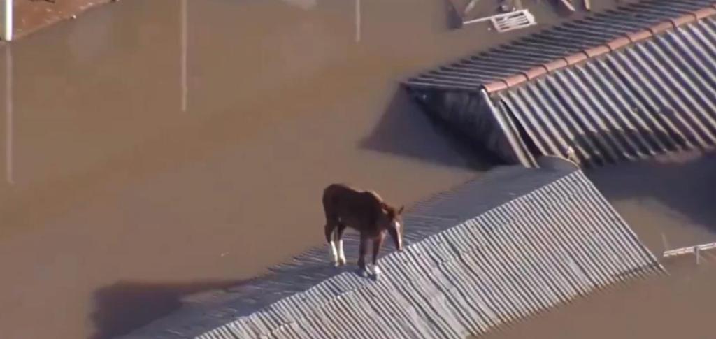 Caramelo, un caballo que quedó atrapado tras las inundaciones en BRasil
