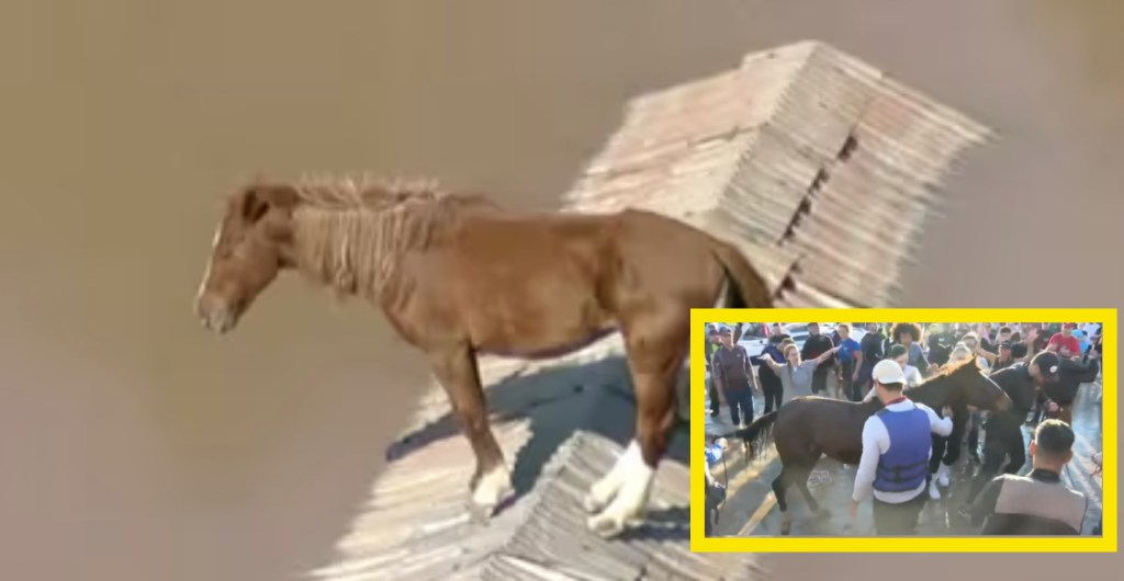 El rescate de un caballo atrapado en Brasil
