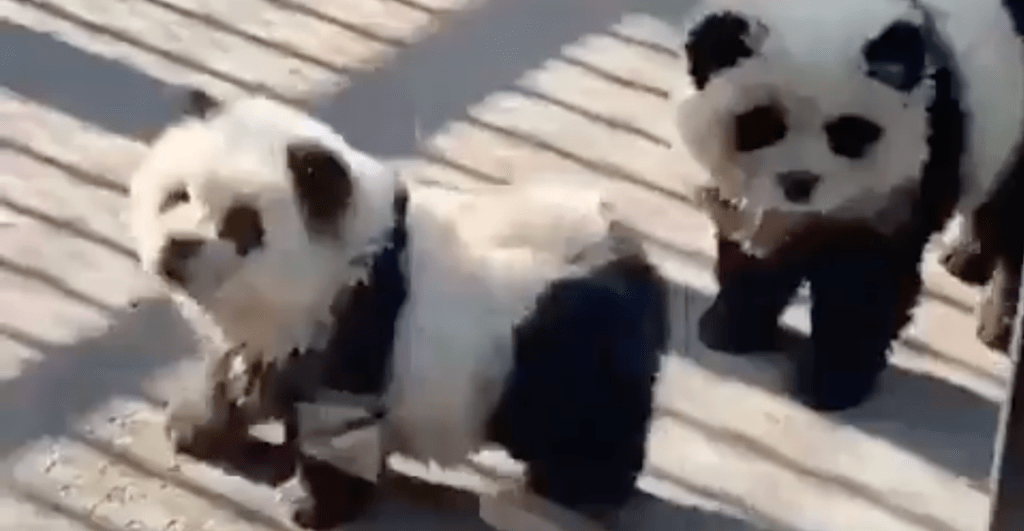 Perritos pintados como pandas en zoológico de China.
