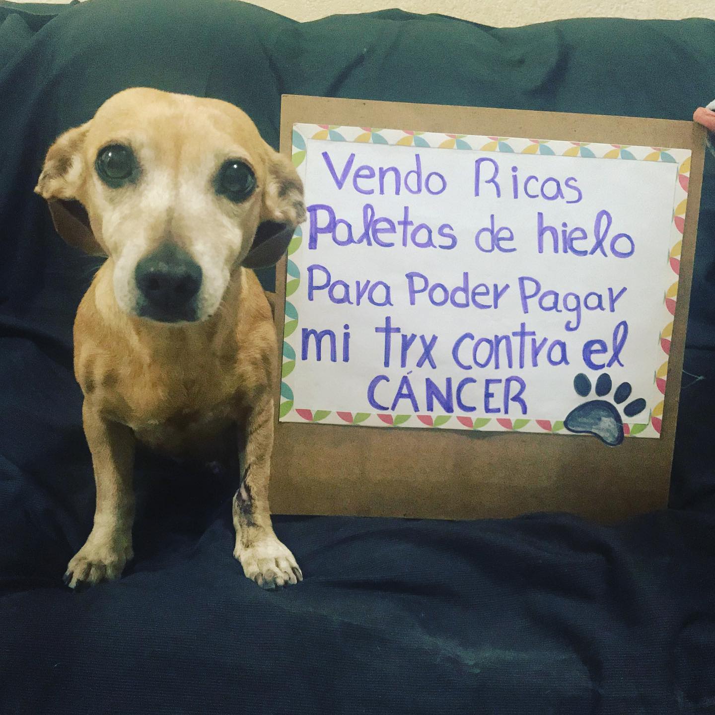 Perrita 'vende' paletas de hielo para pagar su tratamiento contra el cáncer