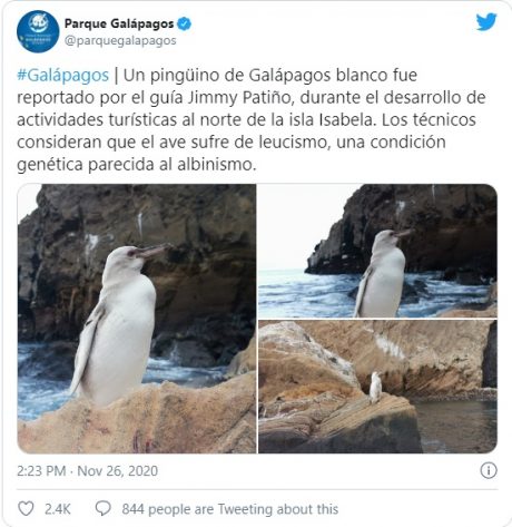 ¡Wow! Avistan un inusual pingüino blanco en las Islas Galápagos