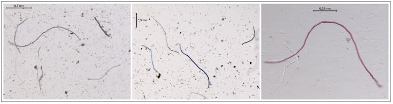 microplásticos Antártida