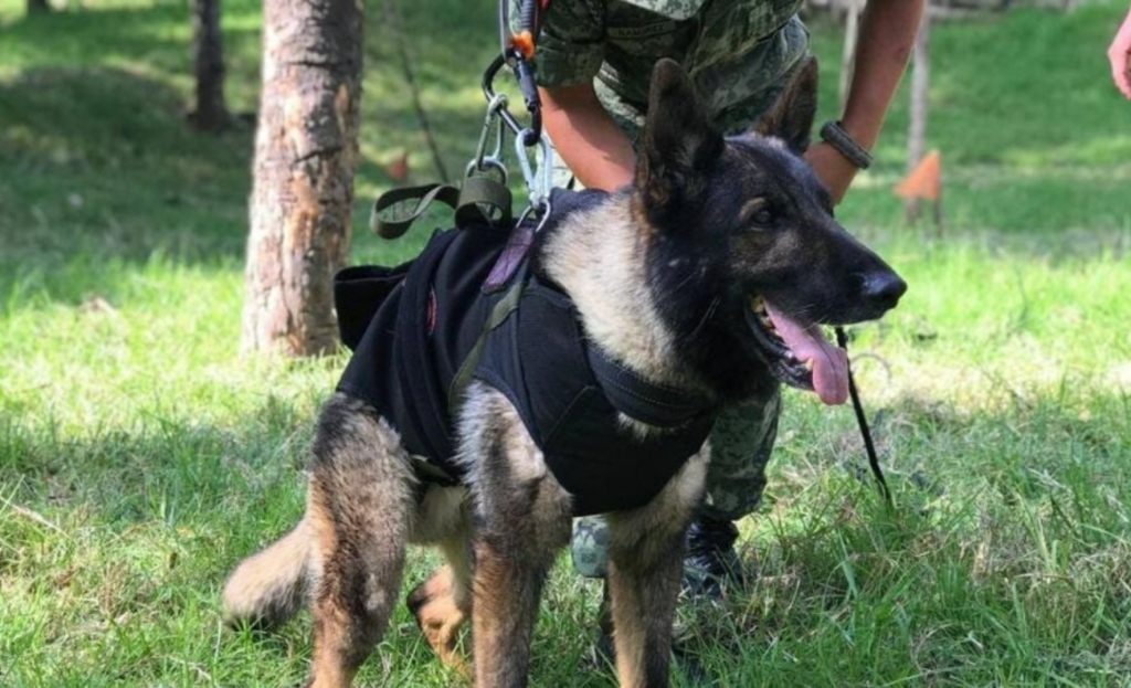"Has cumplido la misión": Murió Proteo, perrito rescatista que fue a Turquía