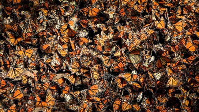 Dron (en forma de colibrí) capturó el vuelo de mariposas monarcas