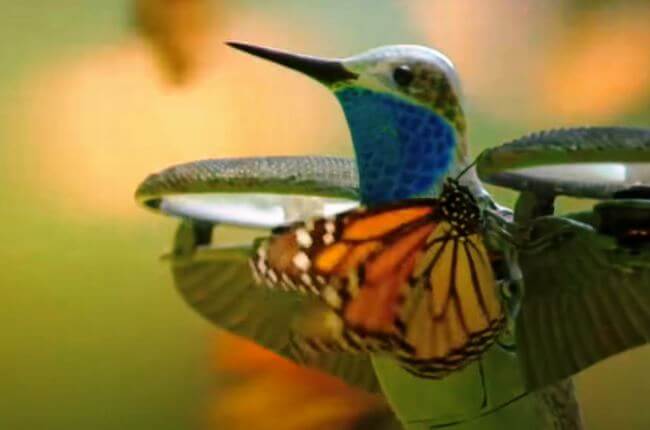 Dron (en forma de colibrí) capturó el vuelo de mariposas monarcas