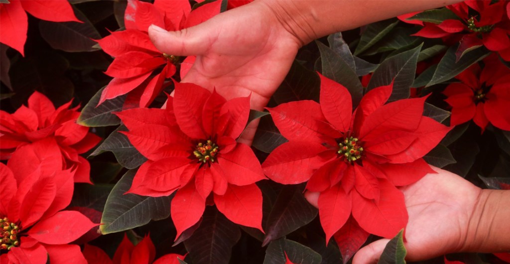 nochebuenas-cuidado-navidad-flores