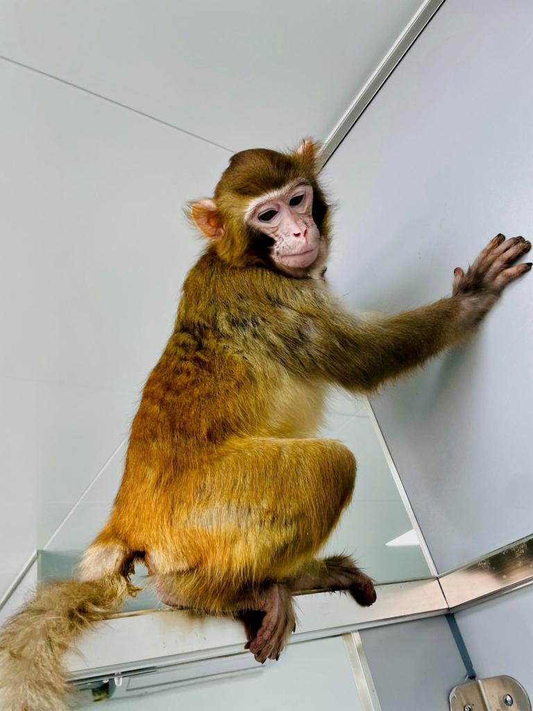 Mejora técnica china para clonar monos: UNAM - mono-rhesus-clonado-llamado-retro-768x1024